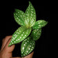 蜂鬥草  Sonerila sp. green