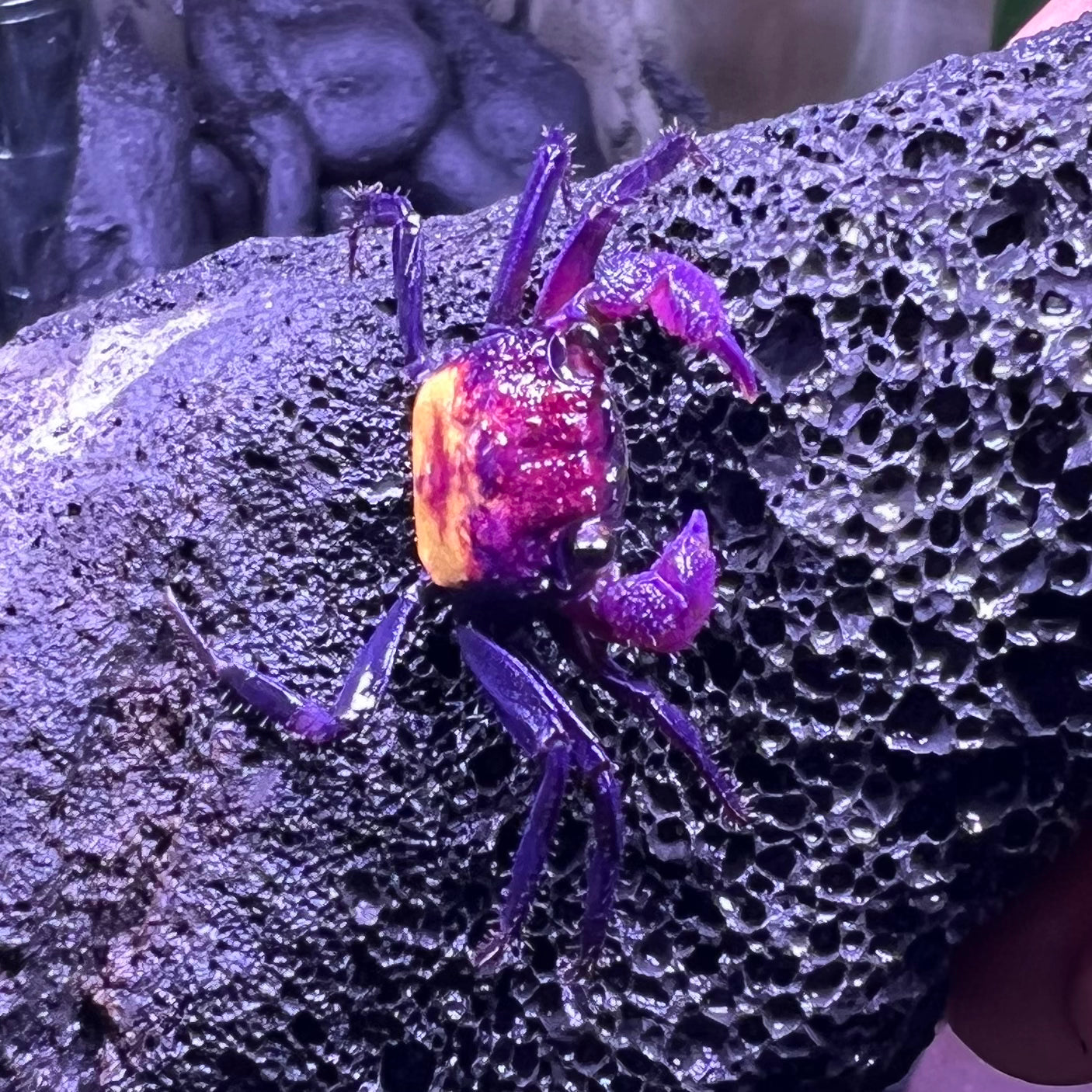 黃紫面惡魔蟹 Vampire Crab ( Geosesarma tricolor )