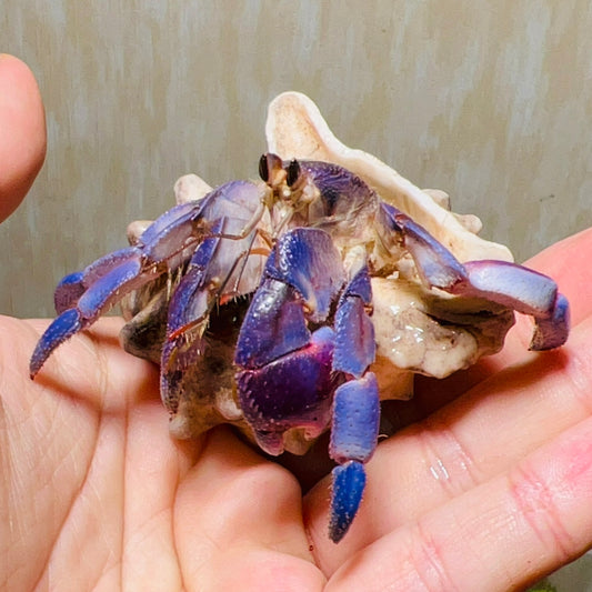 Japanese Blueberry Hermit Crab ( Coenobita Purpureus )