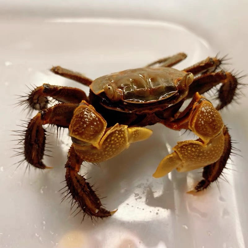 Brown Sesarmid Crab (Chiromantes dehaani)