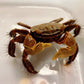 將軍蟹 Brown Sesarmid Crab (Chiromantes dehaani)