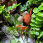金粉惡魔蟹 Red Carnaval Crab ( Geosesarma aristocratensis )