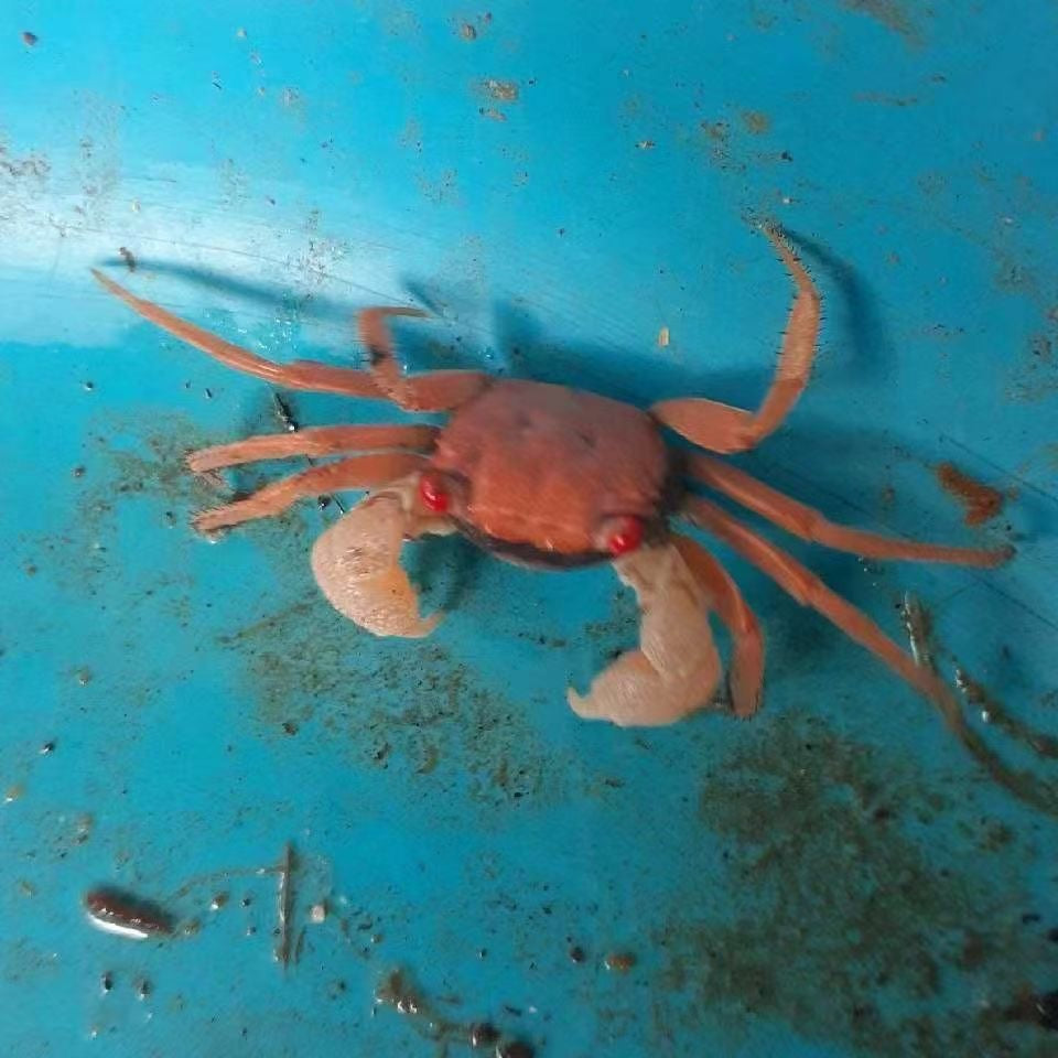 多色混搭惡魔蟹（6只）6 Mixed Color Vampire Crabs-7