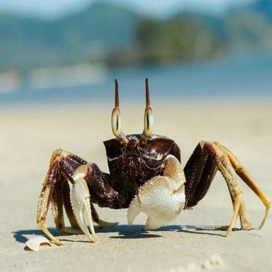 Horn-eyed Ghost Crab ( Ocypode ceratophthalmus ) 