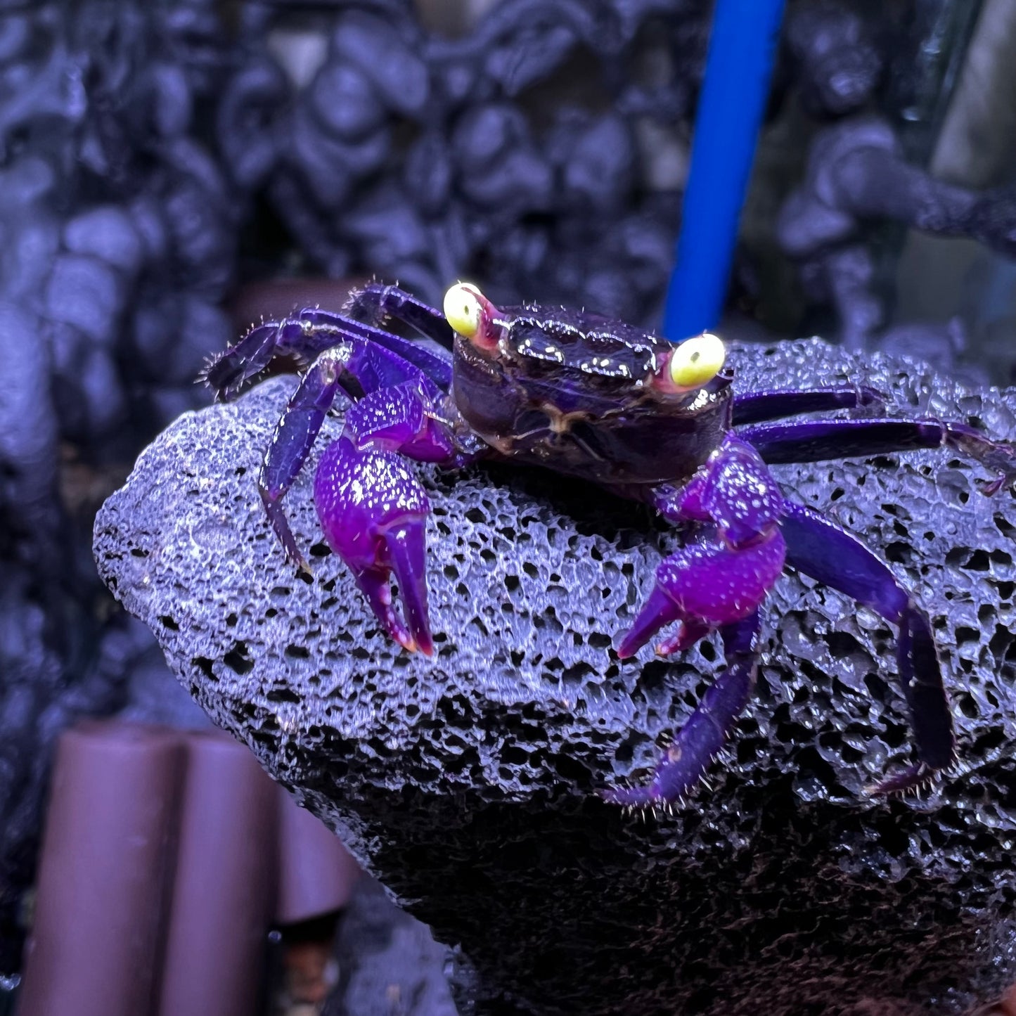 黃眼吸血鬼惡魔蟹 Purple Vampire Crab (Geosesarma dennerle)