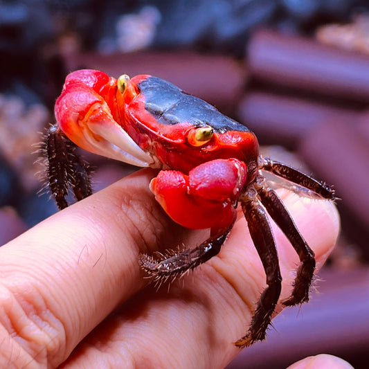 Red Apple Crab (Metasesarma aubryi) "Can be kept with hermit crabs"