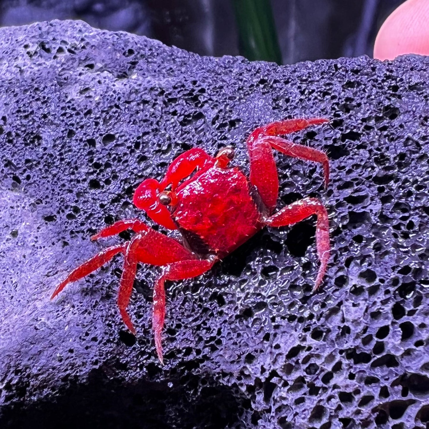 Tomato Vampire Crab ( Geosesarma 'Red Ruby' )