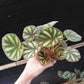 變色秋海棠 Begonia versicolor