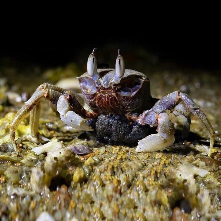 角眼沙蟹 Horn-eyed Ghost Crab ( Ocypode ceratophthalmus )