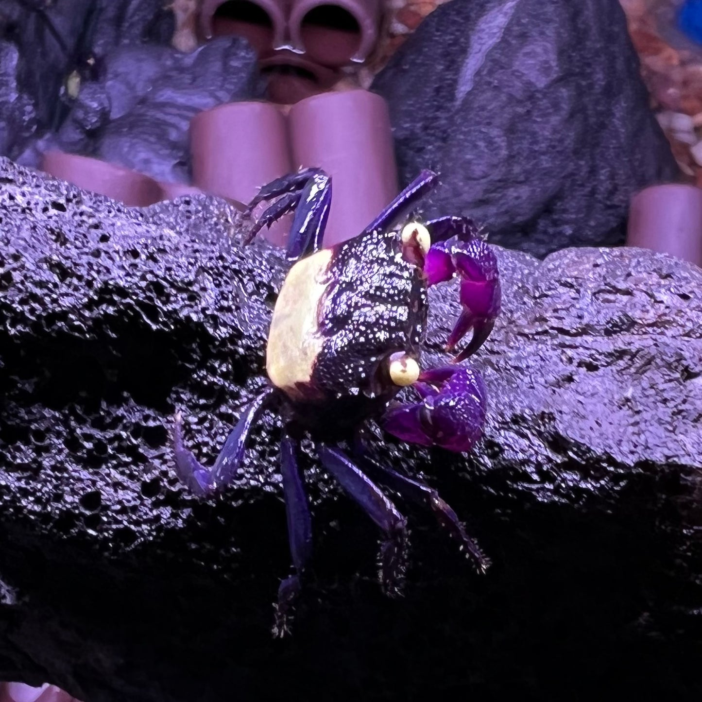 黃眼吸血鬼惡魔蟹 Purple Vampire Crab (Geosesarma dennerle)