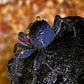 Mixed Color Vampire Crabs 5 male and 1 female free 6 Mixed Color Vampire Crabs