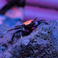 甜橙惡魔蟹 Black Leg Vampire Crab (Geosesarma sp. Black Leg)