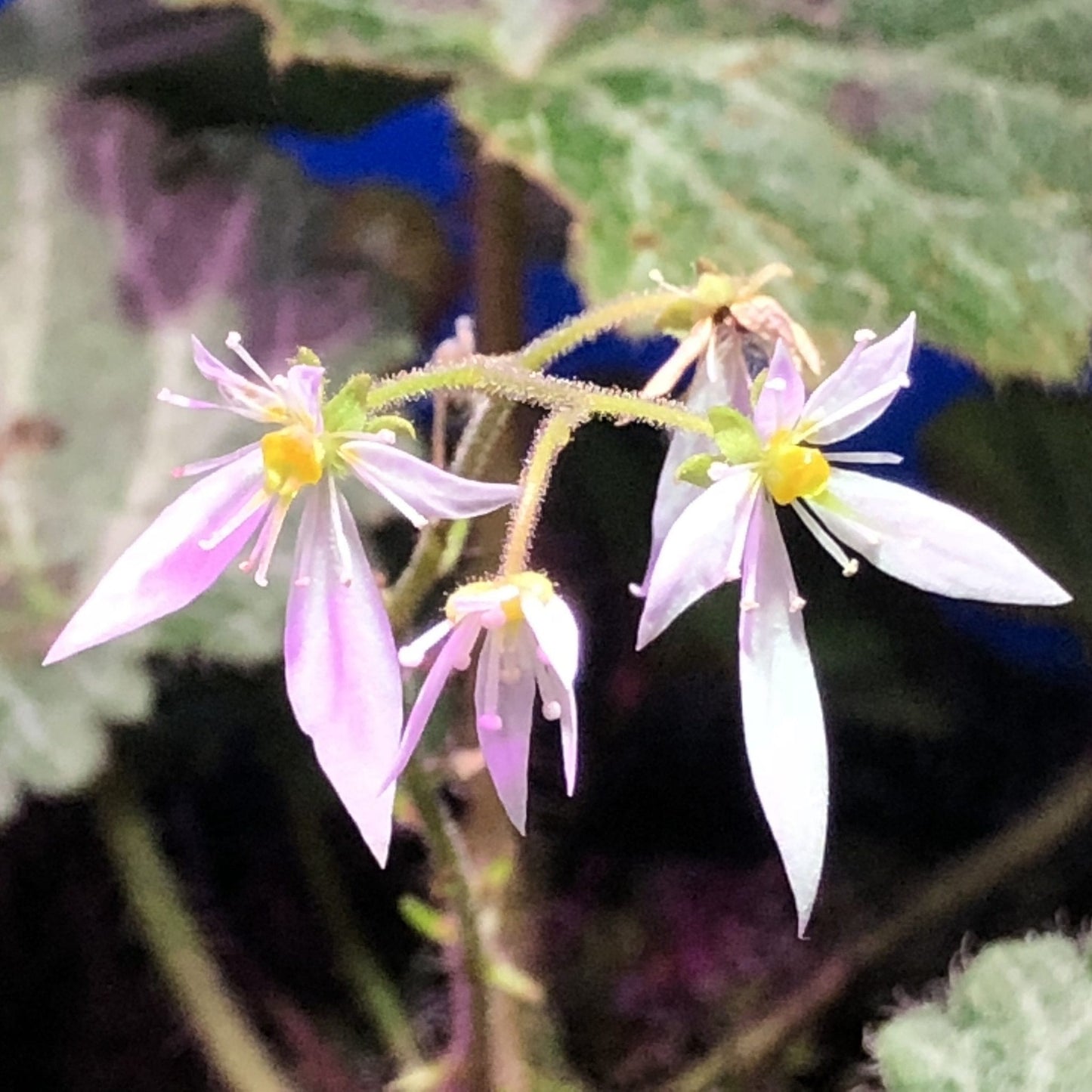 虎耳草 Strawberry Begonia ( Saxifraga stolonifera )
