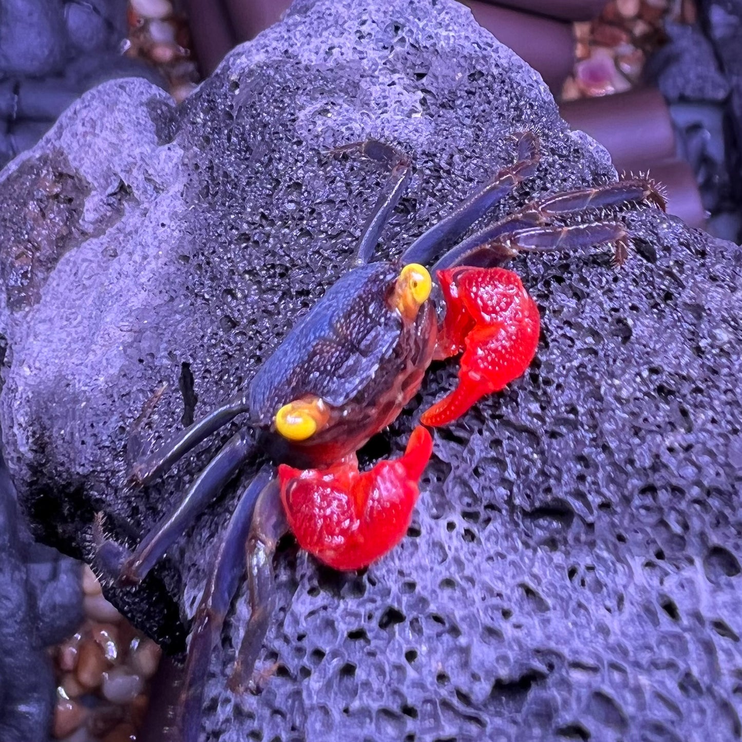 紅手幽靈惡魔蟹 Red Gloves Vampire Crab ( Geosesarma sp )