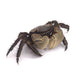 將軍蟹 Brown Sesarmid Crab (Chiromantes dehaani)