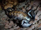 八重山蝎子 Dwarf Wood Scorpion (Liocheles australasiae)