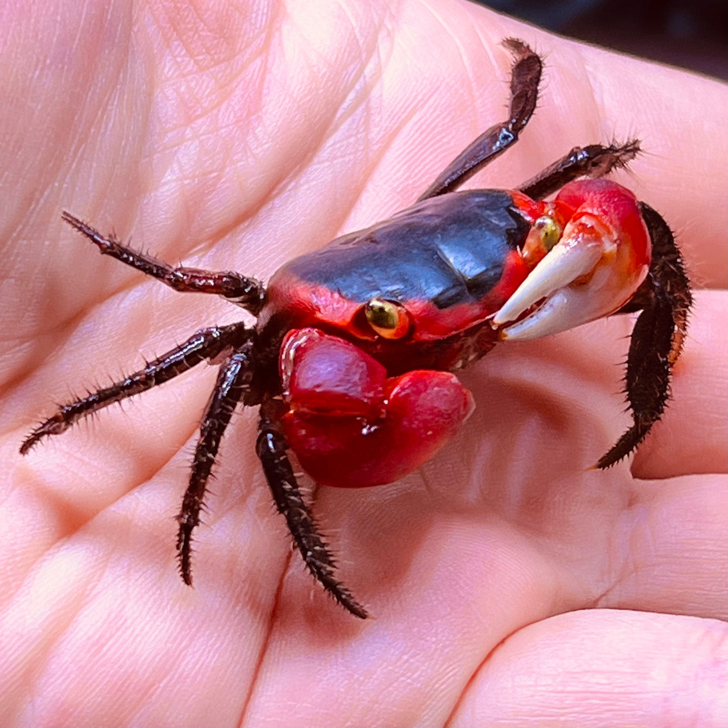 印尼红苹果蟹 「寄居蟹混養可」 Red Apple Crab ( Metasesarma aubryi )