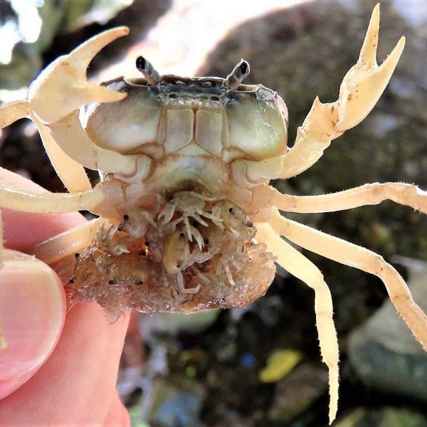 藍玉蟹  Blue Jade Crab