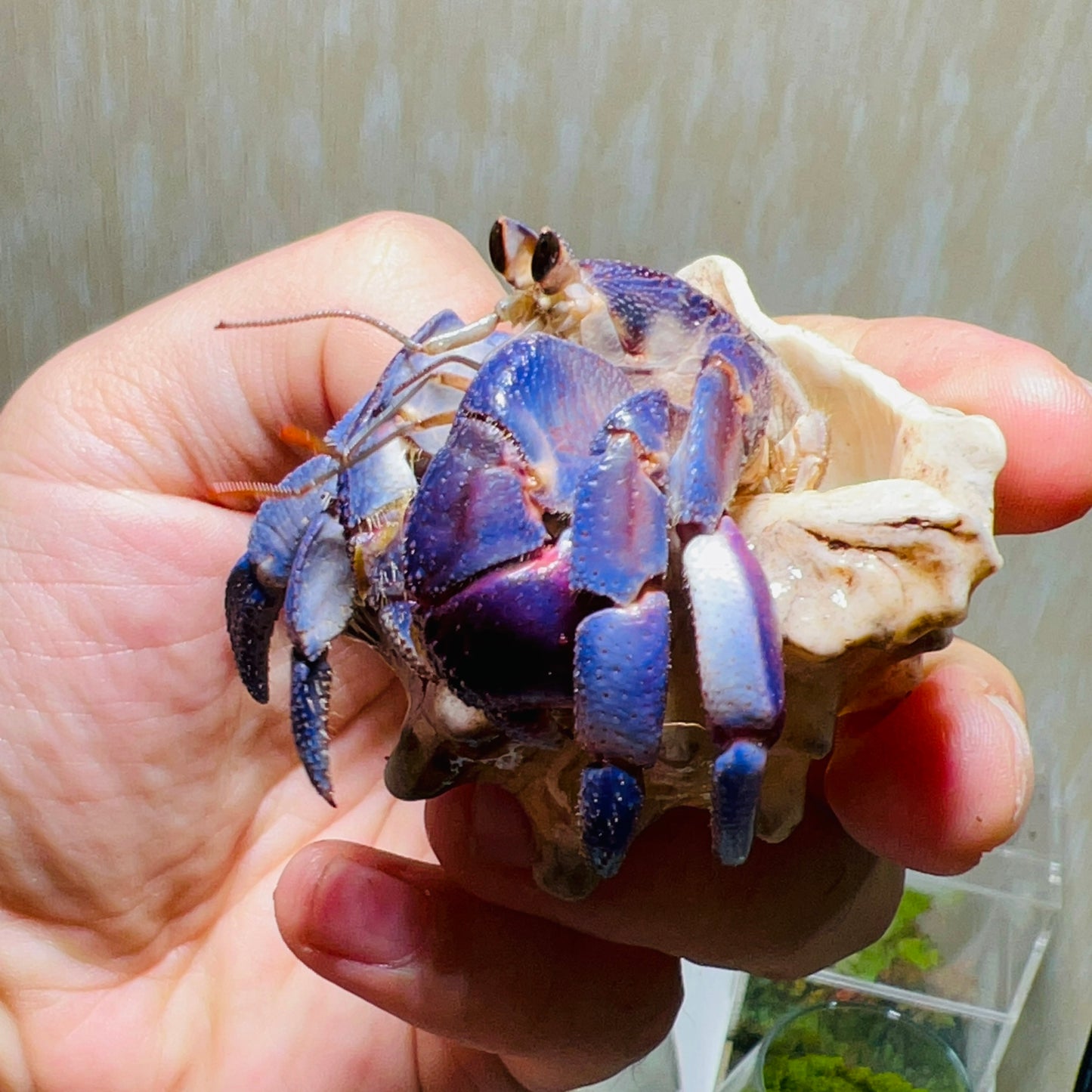 日本紫陸寄居蟹 Japanese Blueberry Hermit Crab ( Coenobita Purpureus )