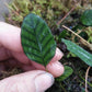 岡本氏茀蕨 Selliguea rhynchophylla