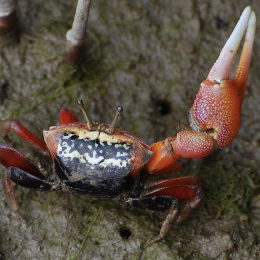 弧邊招潮蟹 Red Fighter Fiddler Crabs (Uca arcuata)