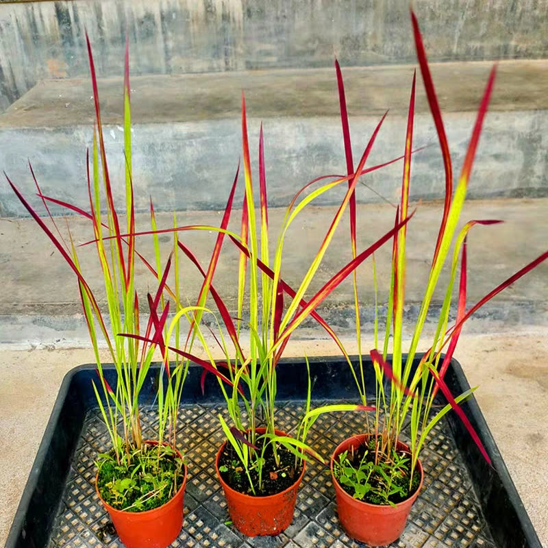 日本血茅 Japanese Blood Grass（Imperata cylindrical ' Rubra ' ）