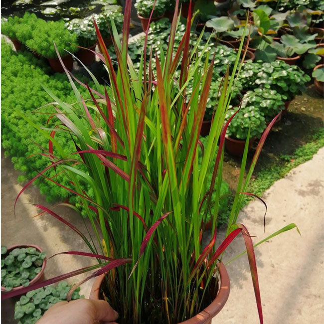 日本血茅 Japanese Blood Grass（Imperata cylindrical ' Rubra ' ）