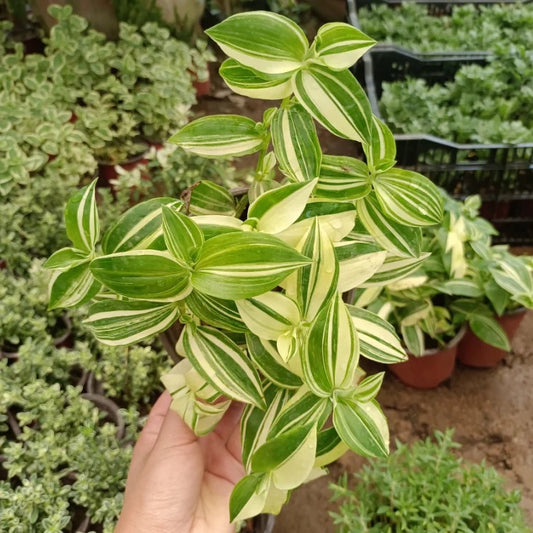 巴西水竹葉  Inch Plant  ( Tradescantia fluminensis variegata )