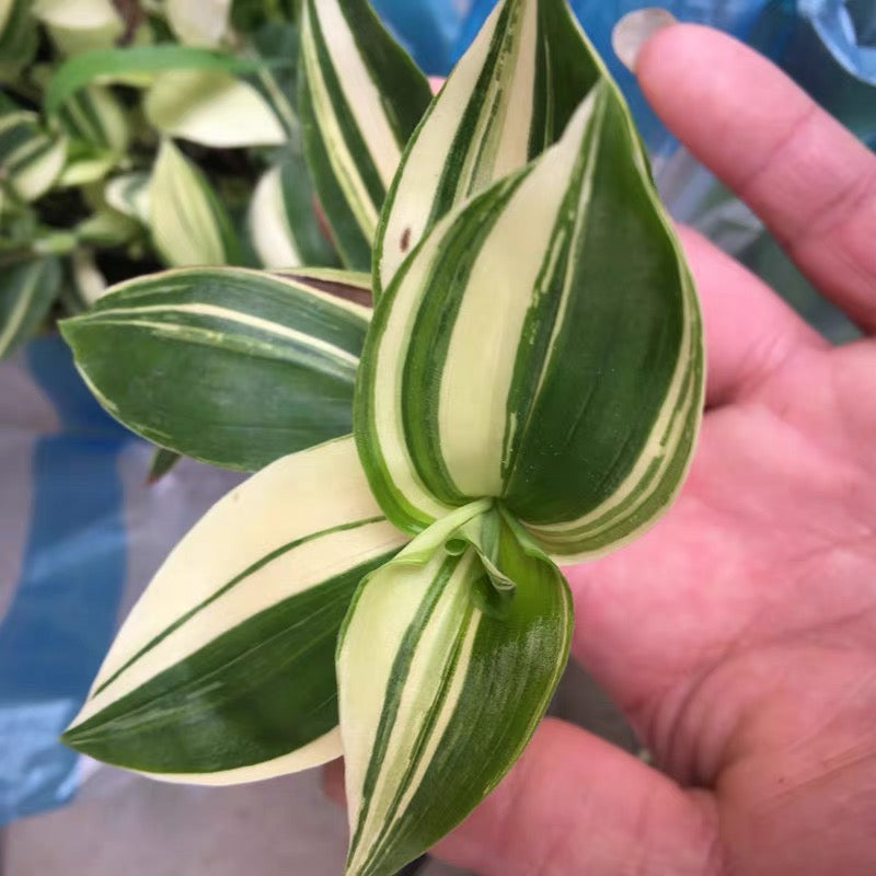 巴西水竹葉  Inch Plant  ( Tradescantia fluminensis variegata )