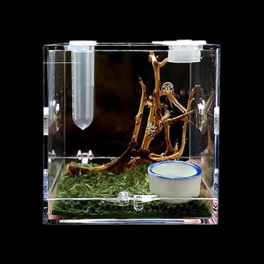 昆蟲飼養盒 跳蛛盒 Jumping Spider / Mantis Enclosure Cage Terrarium