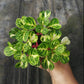 黃脈洋莧 Beefsteak plant ( Iresine herbstii ' Aureoreticulata ' )