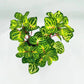 黃脈洋莧 Beefsteak plant ( Iresine herbstii ' Aureoreticulata ' )