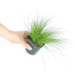 光纖草 Fiber optic grass ( Isolepis cernua )