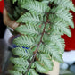 日本安蕨/日本蹄盖蕨 Japanese Painted Fern (Athyrium niponicum var. pictum)