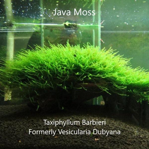 爪哇莫斯 Java Moss ( Taxiphyllum barbieri )