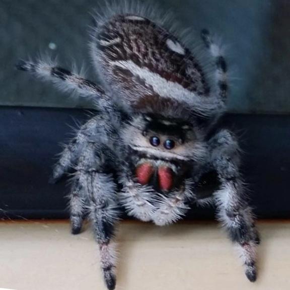 灰佛羅里達跳蛛 Regal Jumping Spider (Phidippus regius)