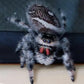 灰佛羅里達跳蛛 Regal Jumping Spider (Phidippus regius)