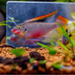 紅肚鳳凰 Kribensis ( Pelvicachromis pulcher )