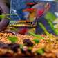 紅肚鳳凰 Kribensis ( Pelvicachromis pulcher )
