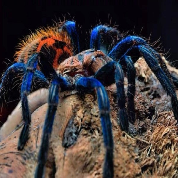 紅綠橙蜘蛛 Greenbottle Blue Tarantula ( Chromatopelma cyaneopubescens )