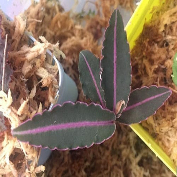 紫金牛 Labisia sp.Hulu kapuas Kalimantan barat