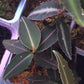 紫金牛 Labisia sp.Hulu kapuas Kalimantan barat