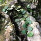 伏石蕨 Lemmaphyllum microphyllum