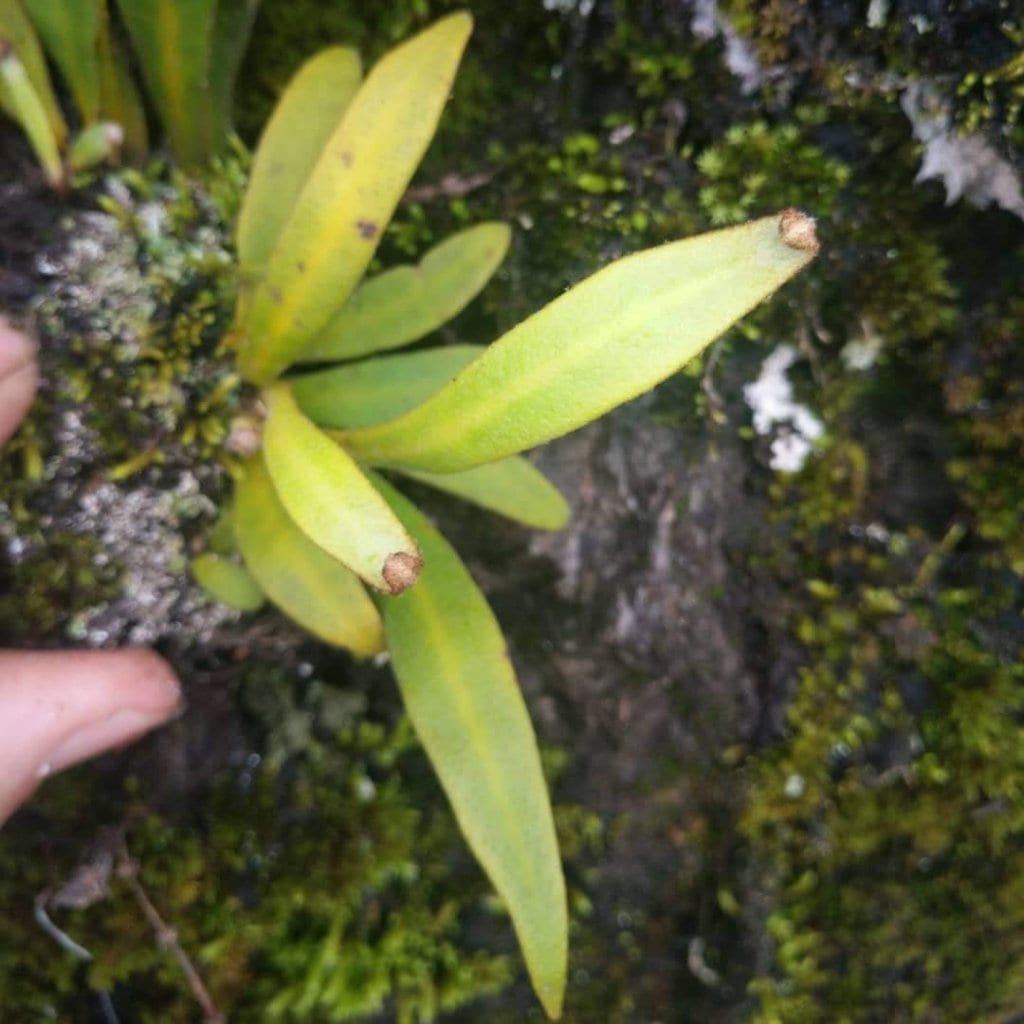 伏石蕨屬 Lemmaphyllum sp.
