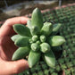 千代田之松 Little jewel ( Pachyphytum compactum）