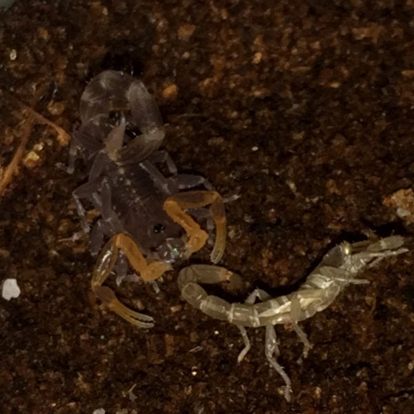印度狼蠍 Lychas Spec Scorpion
