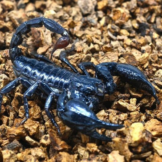 蠍 - 森流爬蟲水族店 | Scorpiones - GreenFlow Exotics – 森流 - 奇異植物、爬蟲、水族 ...