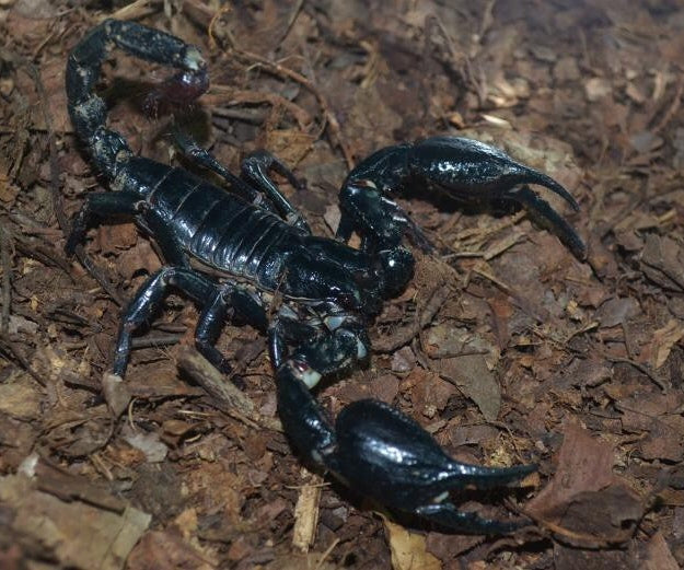馬來西亞皇帝雨林蠍 Malaysian Forest Scorpion (Heterometrus spinifer)