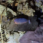 紅頭鼠婦 'Red Head' Isopods （Merulanella sp.）
