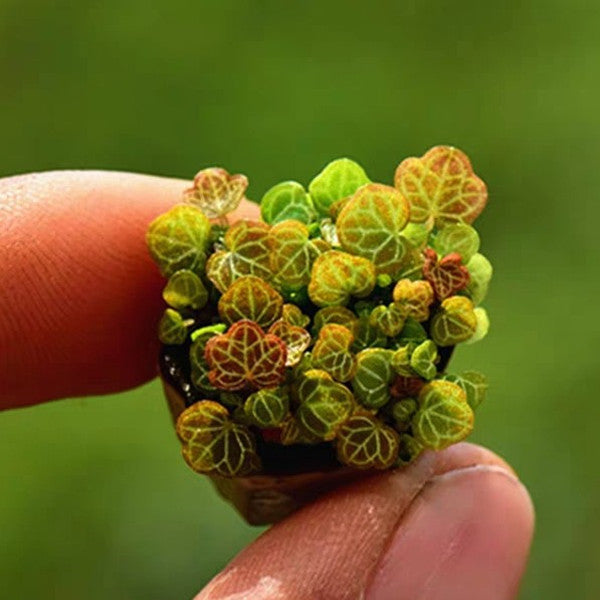 姬虎耳 Micro Strawberry Begonia ( Saxifraga stolonifera )